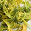 Ylang Ylang Essential Oil